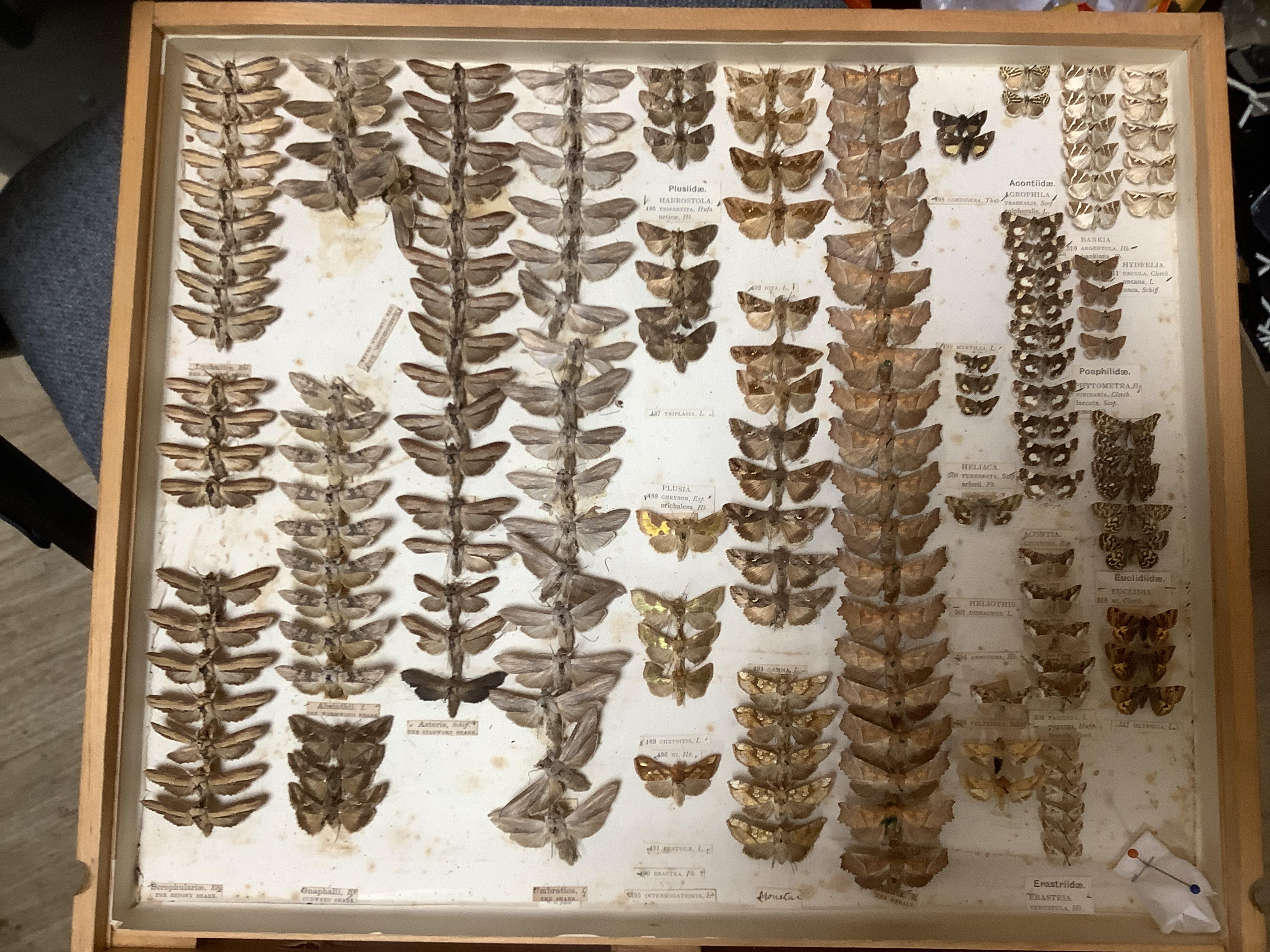 A Victorian ten drawer mahogany collector’s cabinet, containing a large selection of taxidermy moths, the contents checked against the UK register, each drawer with glazed cover, with a lockable glazed main door and orig